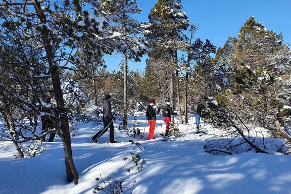 Vorarlberger Naturpicknick, Schneeschuhwanderung Bödele (c) Sabrina Lutz, Bodensee-Vorarlberg Tourismus (5).jpg